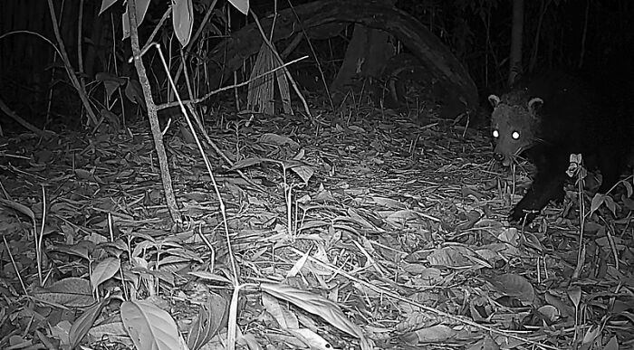 Binturong