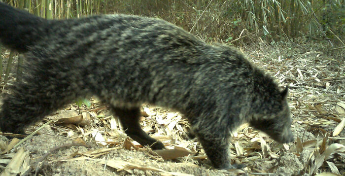 Binturong, Nam Khong National Park, Laos