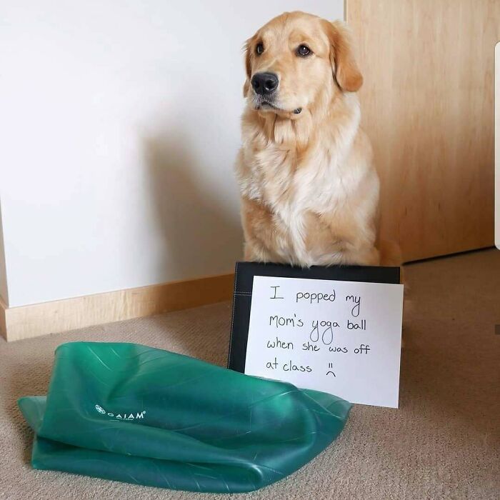 Golden retriever pet shamed for popping mom's yoga ball in a humorous pet crime moment indoors.