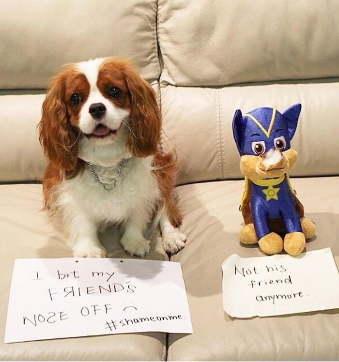 Dog shamed for biting friend’s toy nose, a funny pet crime in a playful pet shaming photo on a couch.