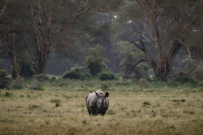 Black Rhino