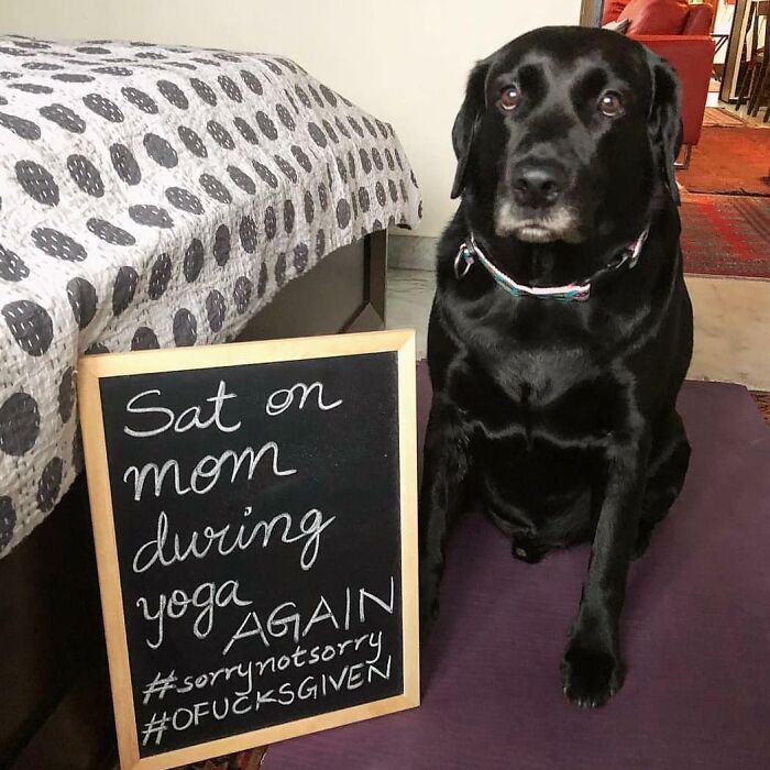 Black dog sitting next to a sign shaming its hilarious horrible crime of sitting on mom during yoga again.