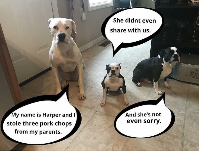 Three dogs sitting indoors with speech bubbles confessing to stolen pork chops in a pets shaming for horrible crimes.