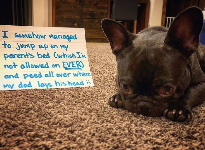 French bulldog being shamed for jumping on parents’ bed and peeing where dad lays head in hilarious pet crime.