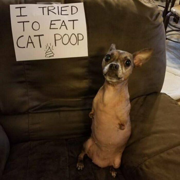 Small dog sitting on a couch next to a sign admitting to a hilarious horrible crime, part of pets being shamed.