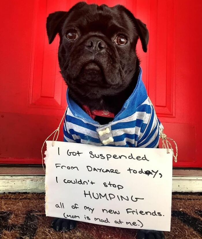 Black pug wearing striped shirt with a sign about being shamed for hilarious pet crimes in front of red door.