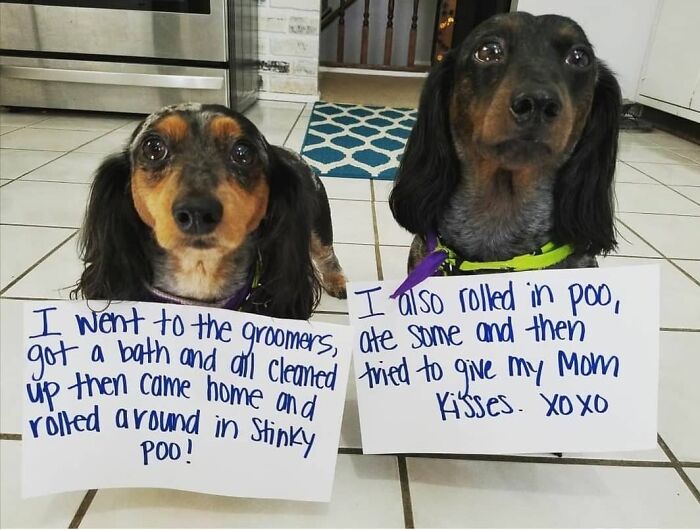 Two dogs wearing signs admitting to rolling in and eating stinky p*o, pets shamed for their hilarious crimes.