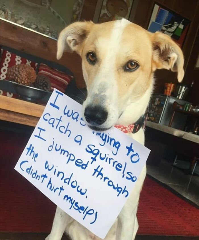 Dog wearing a pet shaming sign explaining a hilarious crime of jumping through a window while trying to catch a squirrel.