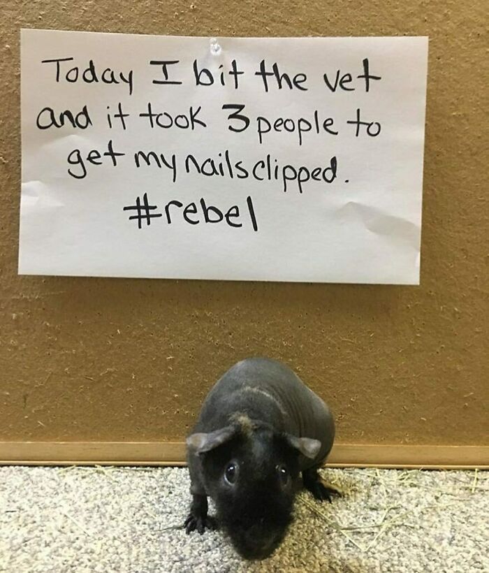 Hairless guinea pig shamed for biting the vet and resisting nail clipping in a hilarious pet crime moment.