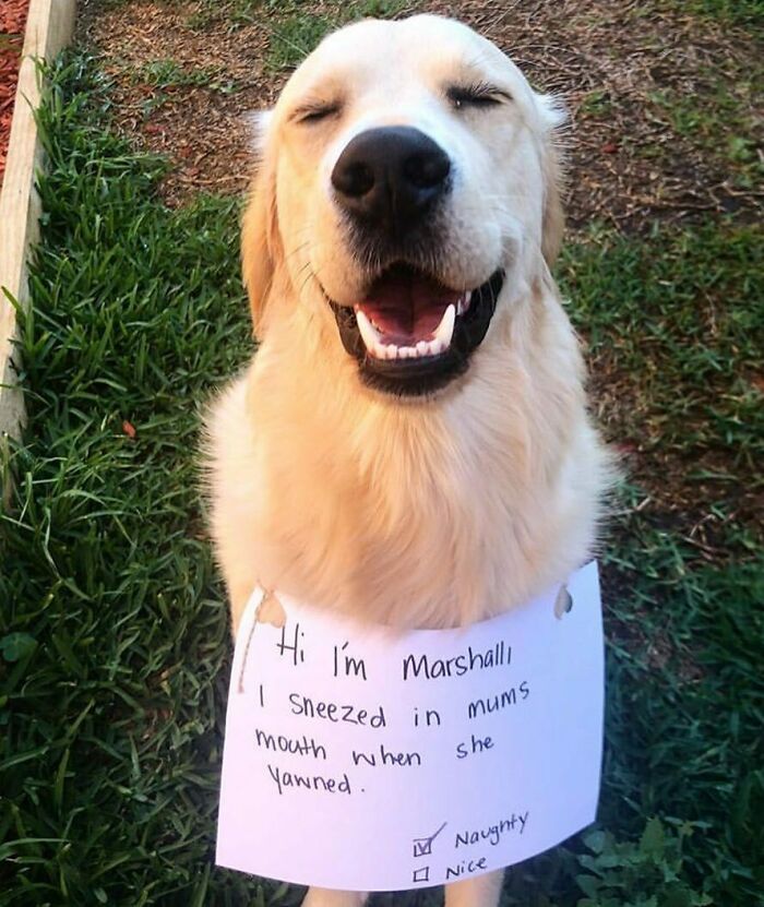 Golden retriever smiling outdoors wearing a pet shaming sign for a funny animal crime involving sneezing in its owner’s mouth.