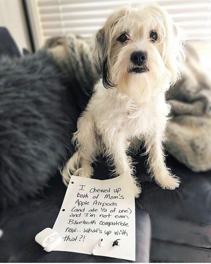 Small white dog sitting on a couch with a sign admitting to chewing up Apple AirPods, a funny pet shaming moment.