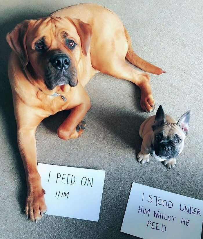 Two dogs lying on carpet next to signs confessing their hilarious pets shamed for horrible crimes involving peeing.