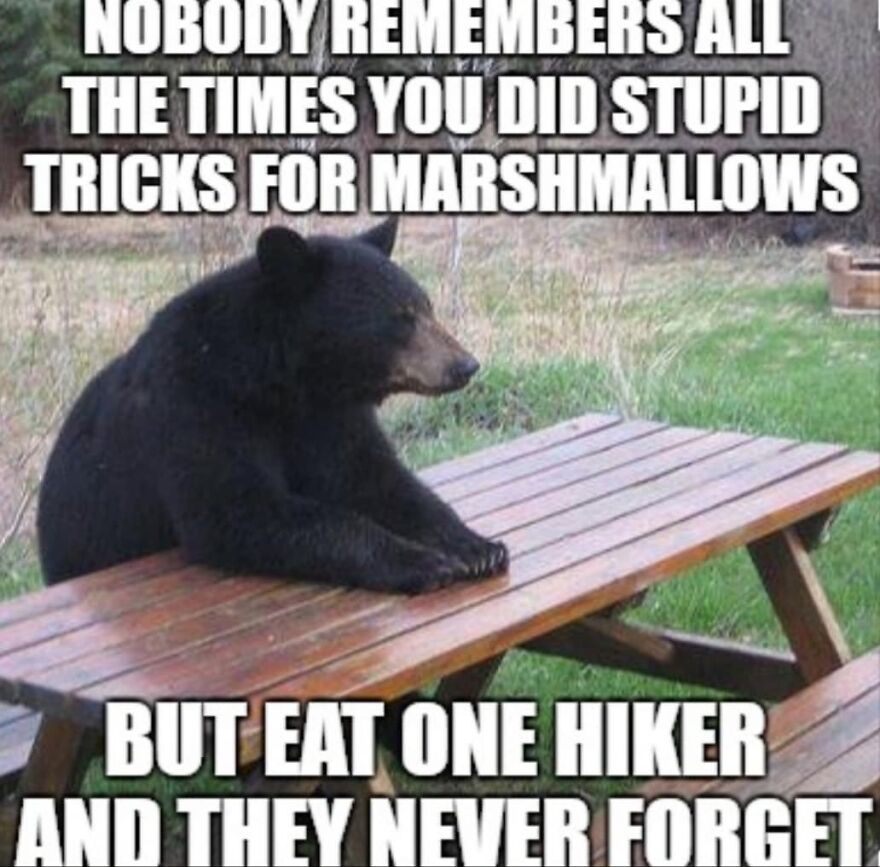 Sad bear sitting at picnic table with camping and hiking meme about marshmallows and hikers in nature.