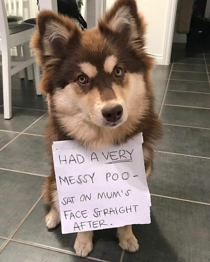 Dog wearing a shame sign for a messy accident, one of the funny pets shamed for their hilariously horrible crimes.