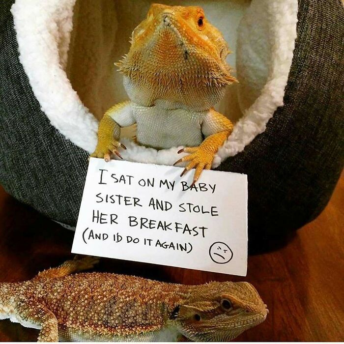 Bearded dragon pets shamed for hilarious crimes, holding a sign confessing to stealing breakfast and sitting on sibling.