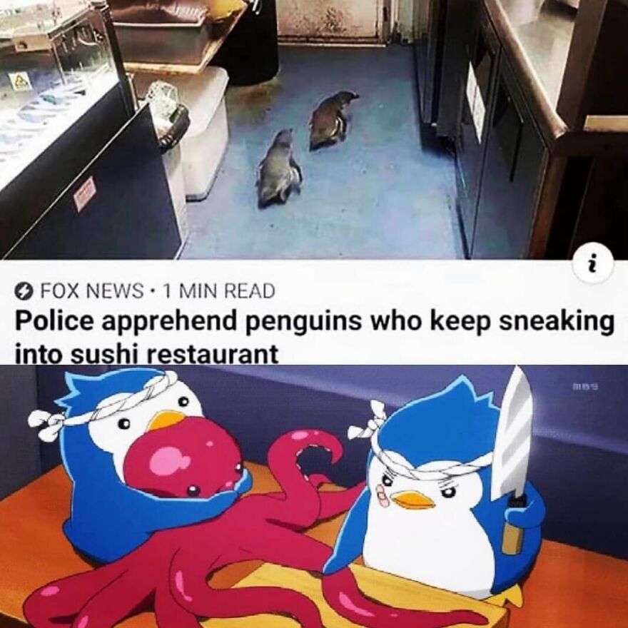Funny bird memes: Two penguins caught in a sushi restaurant, with an animated scene of chef penguins preparing an octopus.