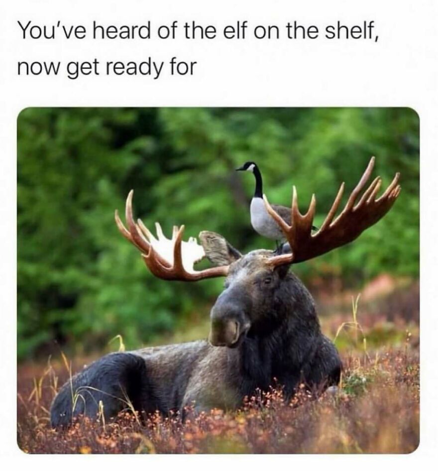 Funny bird memes: A goose perched on the antlers of a moose, a visual pun in a natural setting.