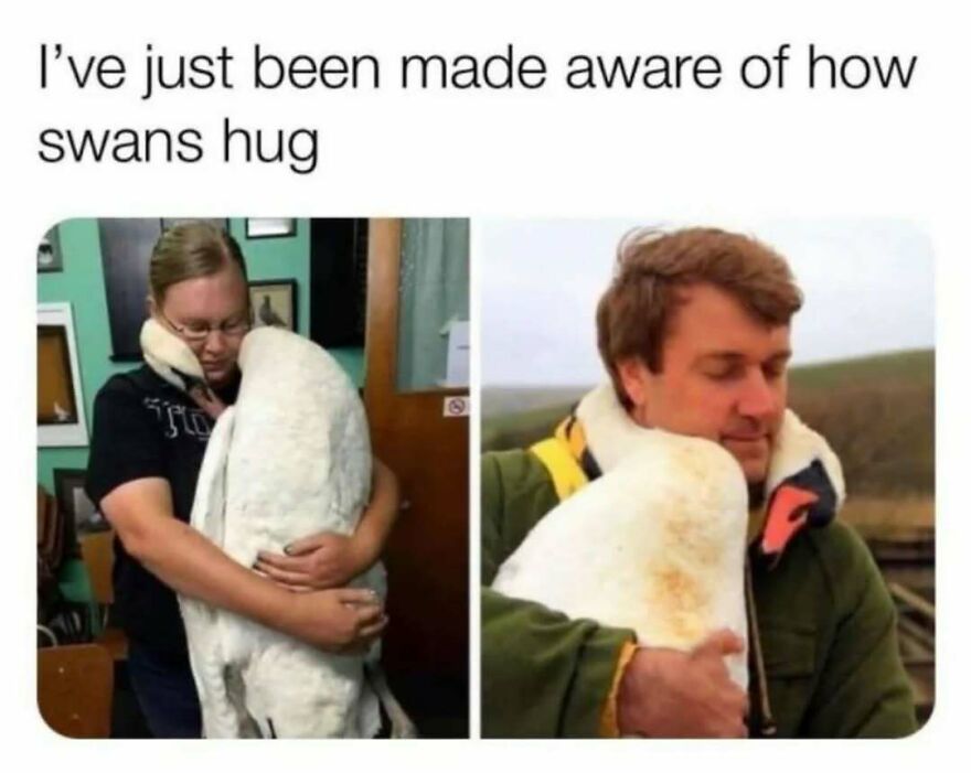 Two images show people hugging swans, demonstrating how swans wrap their necks around people. Funny bird memes.