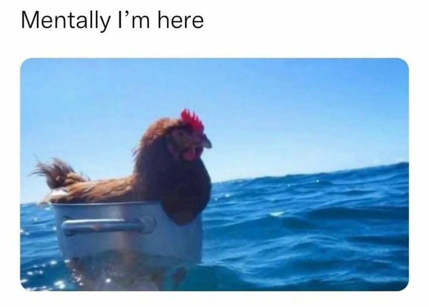A funny bird meme shows a chicken floating in a pot on the open ocean under a clear blue sky.
