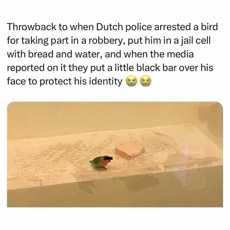 A funny bird meme of a small bird with a black bar over its eyes, next to a piece of bread, in a jail cell.