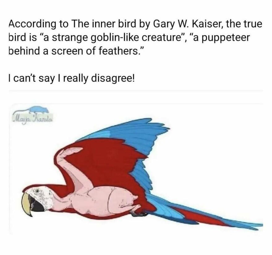A funny bird meme illustrating a parrot with its feathers peeled back, revealing a goblin-like creature. Wait, what bird is that?