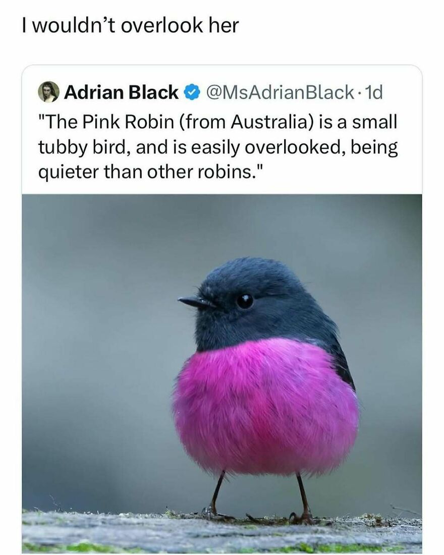 A fluffy pink robin, a funny bird meme, stands on a branch. Tweet about the Pink Robin being a small, tubby bird.