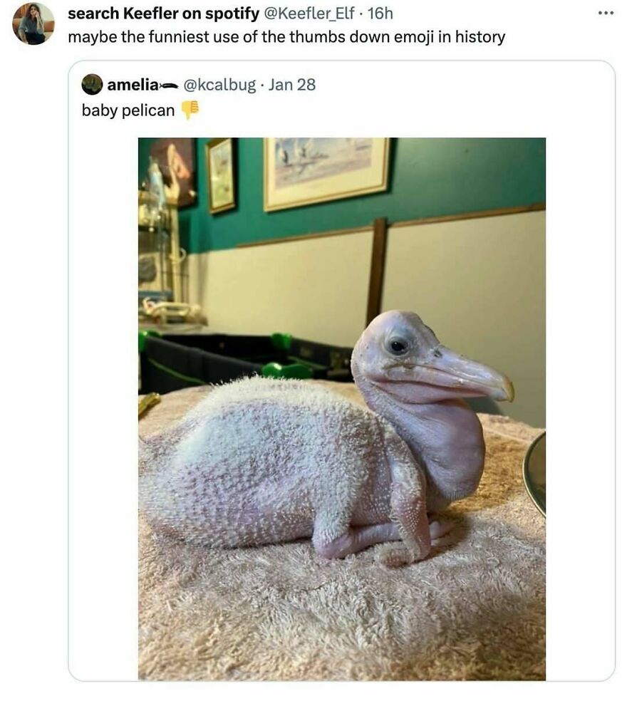 A baby pelican with sparse white down and pink skin, lying on a beige towel. This funny bird meme is a bit rough on the eyes!