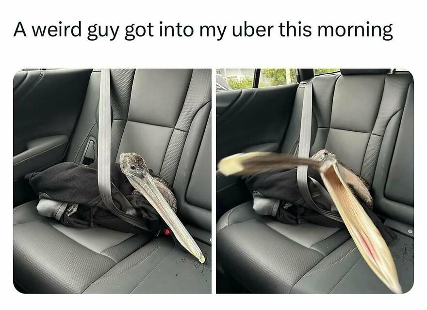 Funny bird meme of a pelican in a car, with its beak closed in the first panel and wide open in the second.