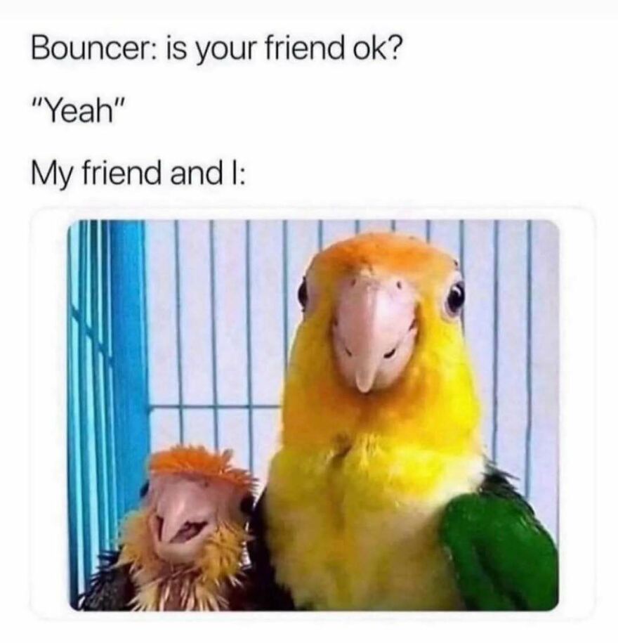 A funny bird meme shows a small disheveled bird next to a normal one, illustrating a bouncer asking, Is your friend ok?