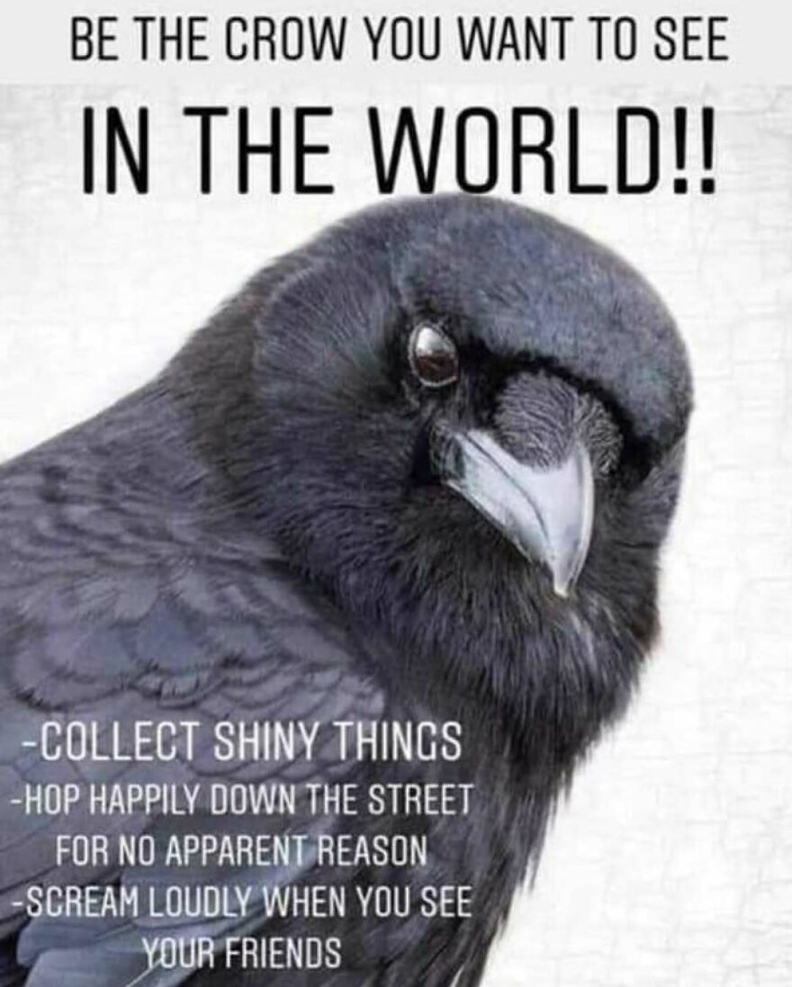 A close-up of a crow with text, a funny bird meme encouraging happiness. Great for bird memes fans.