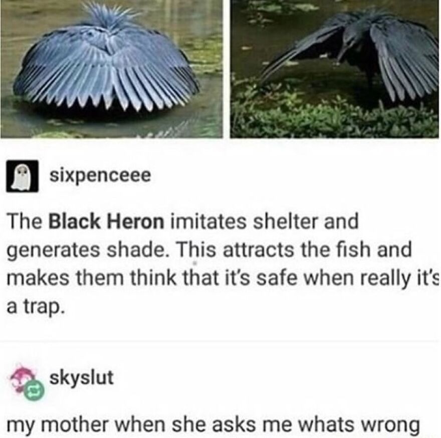Funny bird memes showing a Black Heron luring fish and a relatable comment, perfect for your wait, what bird is that era.