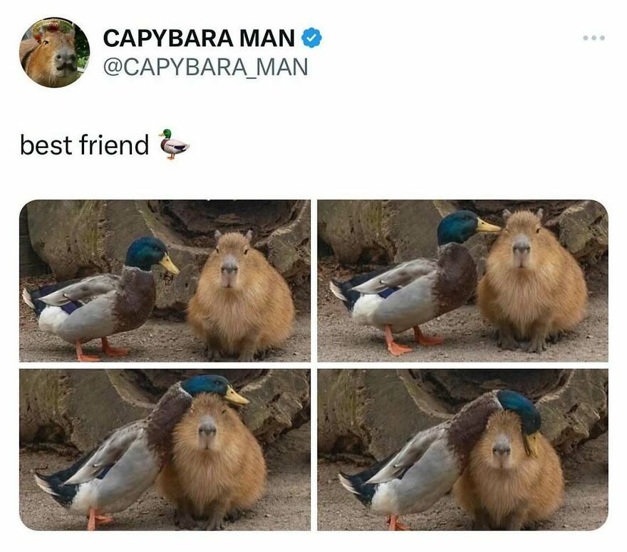 Four panels showing a duck greeting a capybara. The duck lovingly rests its head on the capybara. Funny bird memes.