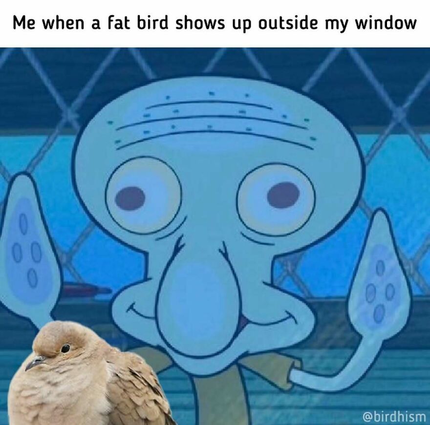 Funny bird memes showing Squidward looking surprised at a plump bird outside a window, perfectly capturing the "Wait, What Bird Is That?" era.
