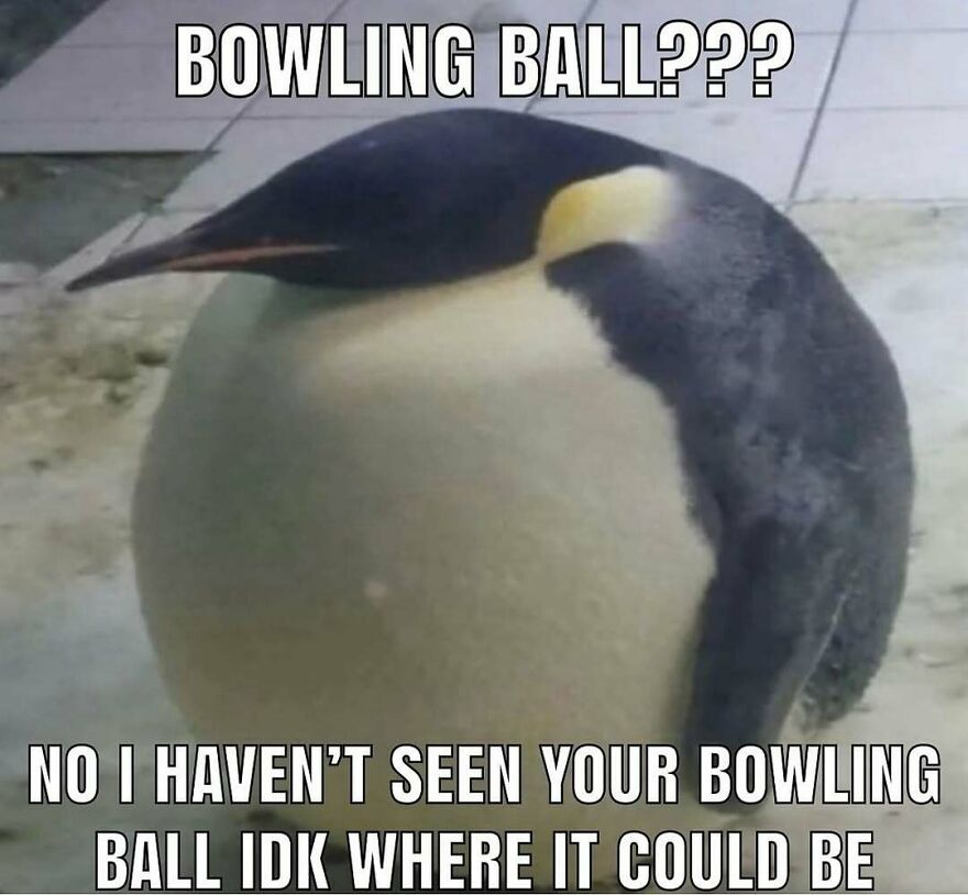A funny bird meme featuring a plump penguin with text: "BOWLING BALL??? NO I HAVEN'T SEEN YOUR BOWLING BALL IDK WHERE IT COULD BE".