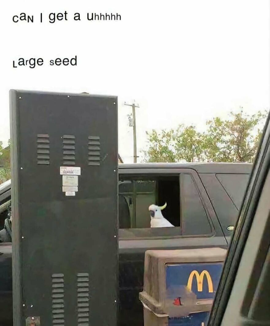 Funny bird meme of a cockatoo at a drive-thru asking for a large seed, perfect for bird lovers.