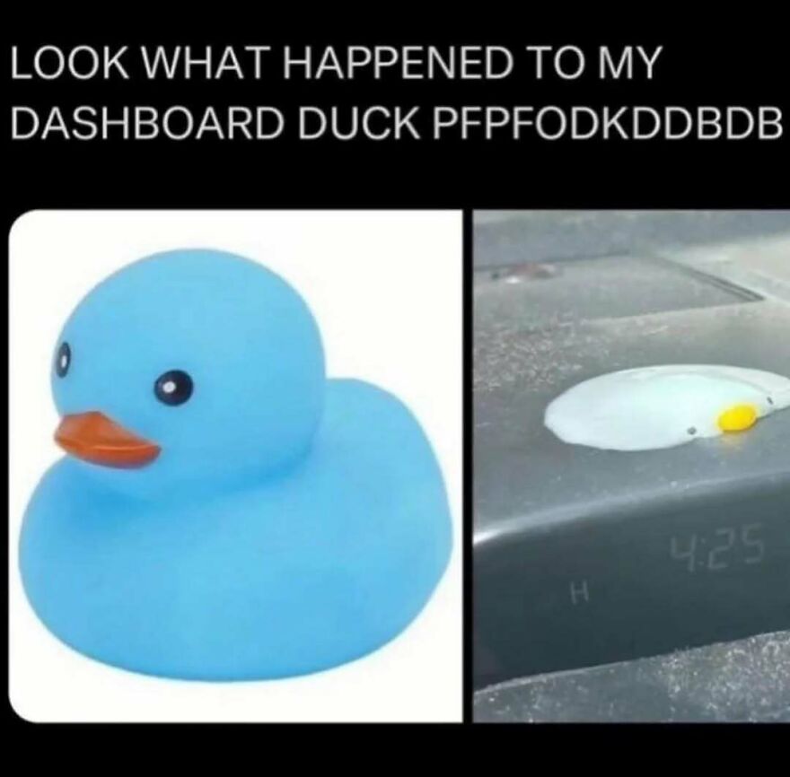 A meme showing a blue rubber duck next to its melted form on a car dashboard. Funny bird memes for your bird era!
