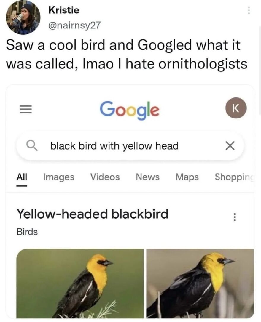 A person's tweet about finding a funny bird meme by Googling "black bird with yellow head," leading to images of a yellow-headed blackbird.