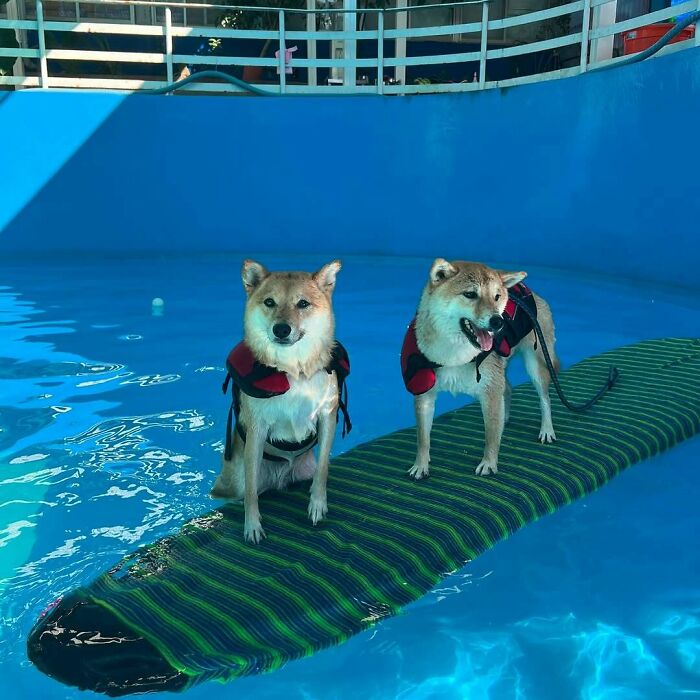 Two Shiba Inus, funny pets in water, wearing life vests on a float in a blue pool, expressions of playful surprise.