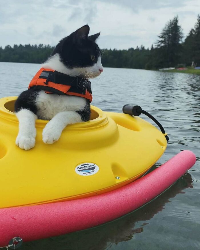 Black & white cat in an orange life vest, sitting in a yellow floating device on a lake. Features pets in water.