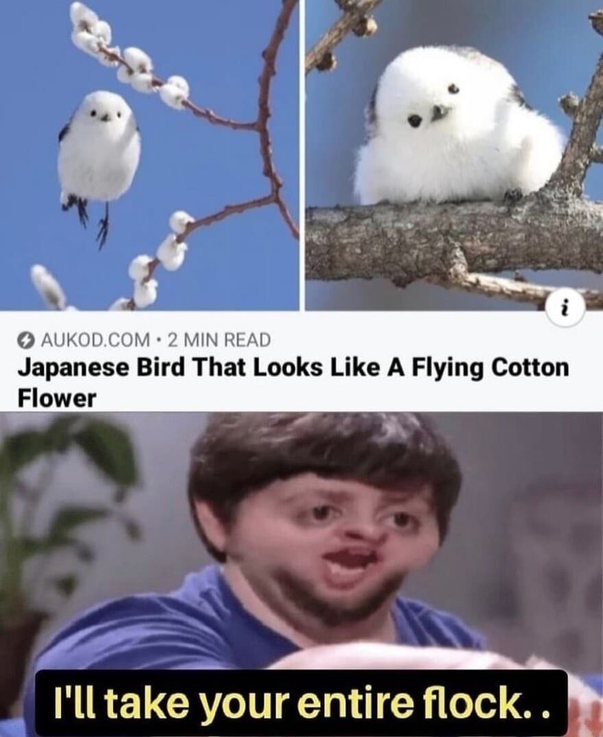 A meme featuring a cute Japanese bird and a distorted JonTron saying, "I'll take your entire flock." Funny bird memes.