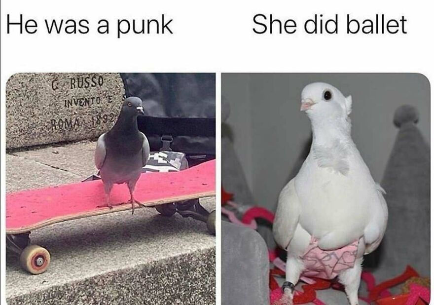 Funny bird memes: A pigeon on a skateboard and a white bird in pink shorts for a humorous contrast.