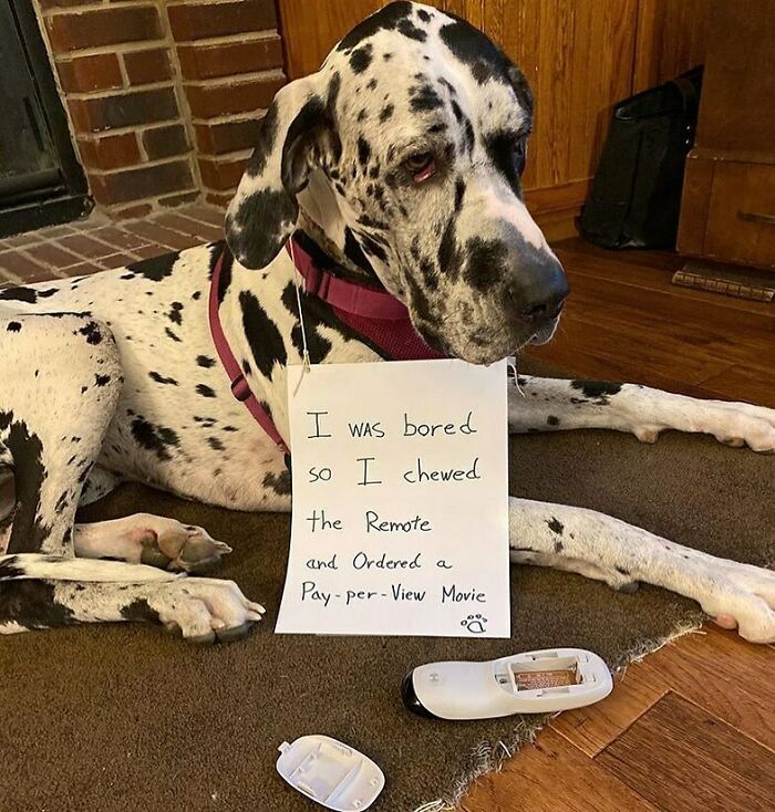 Great Dane dog wearing a sign admitting to a hilarious crime, part of pets shamed for their funny and horrible crimes.
