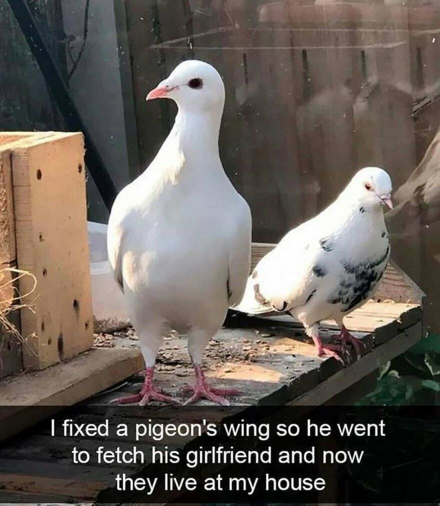 Two pigeons, one solid white and one white with black spots, perched on wood. Funny bird memes.