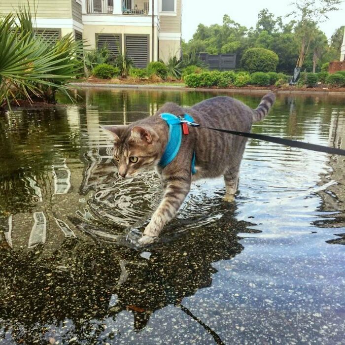 A leashed tabby cat in a blue harness cautiously walks through shallow water, reflecting the surroundings. A pets in water betrayal.
