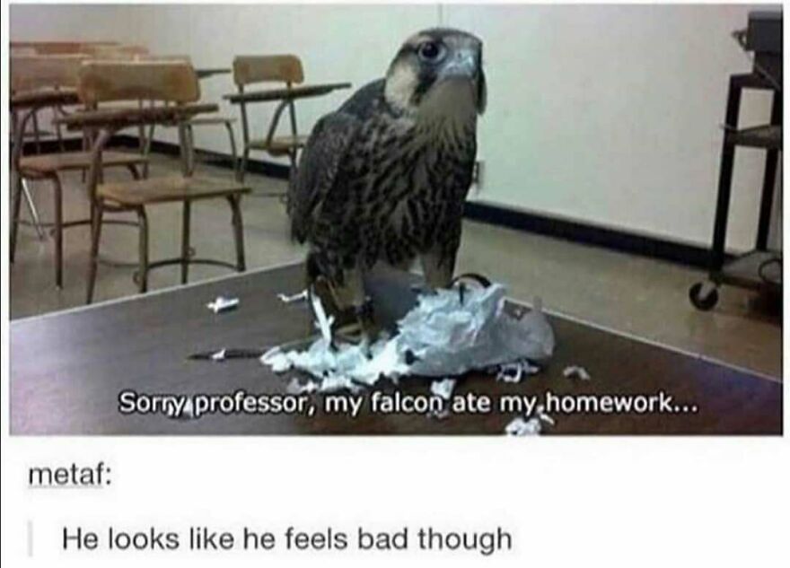 A funny bird meme shows a falcon standing on shredded paper on a desk, captioned: "Sorry professor, my falcon ate my homework..."