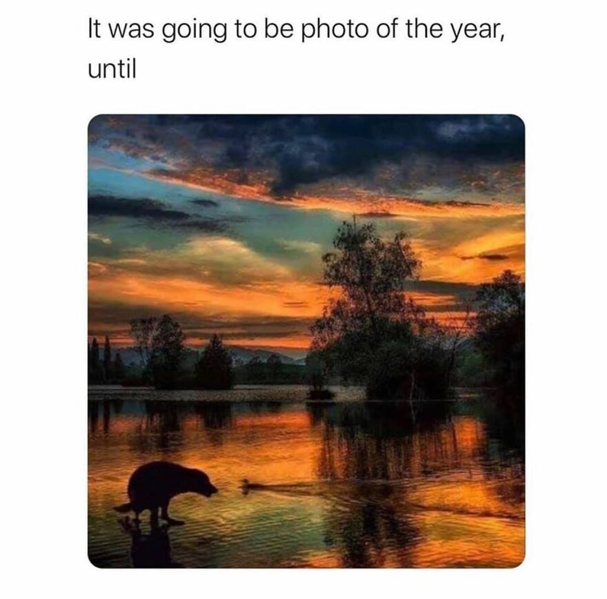 Silhouette of a bear and duck on a lake at sunset, capturing a nature scene for camping and hiking memes.