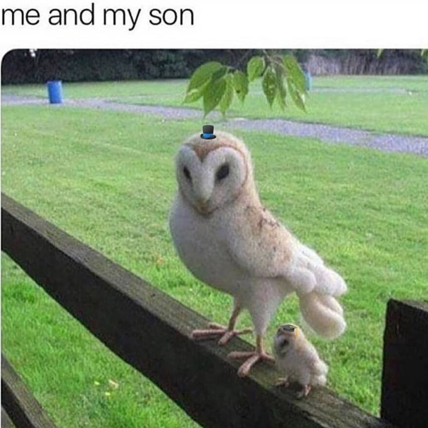 A large barn owl and a tiny owlet, both wearing top hats, perch on a fence. Funny bird memes.