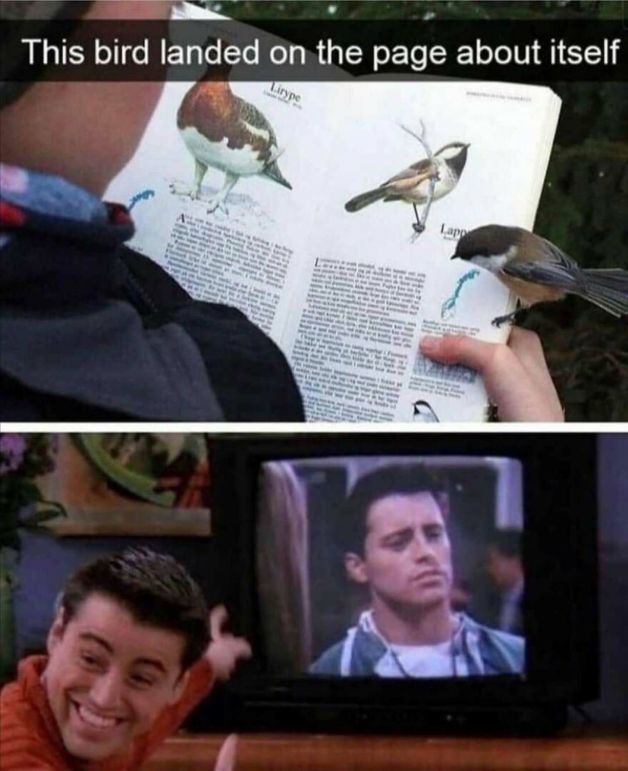 Funny bird memes: A real bird perched on a field guide page depicting its species, mirrored by Joey from Friends looking confused.