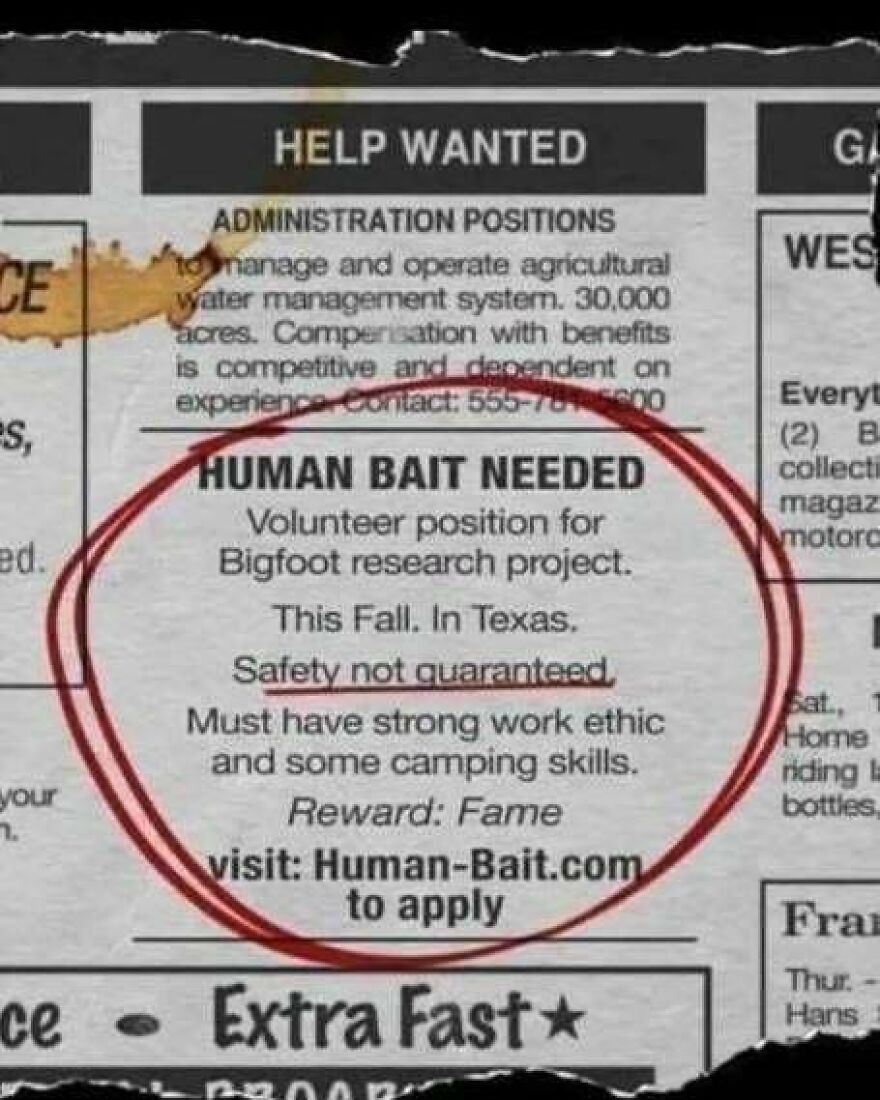 Help wanted ad for human bait volunteer in Bigfoot research project requiring camping skills and strong work ethic.