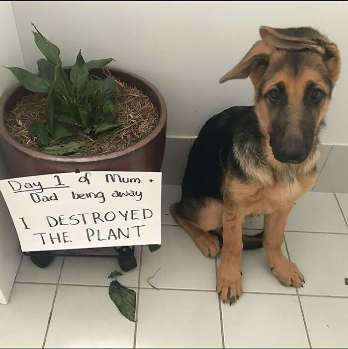 German Shepherd puppy sitting next to a destroyed plant with a pet shaming sign for hilarious horrible crimes.